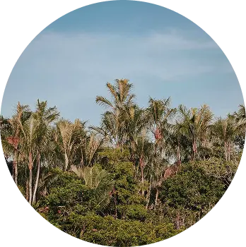 origenes brazil