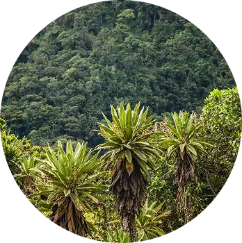 origenes etiopia
